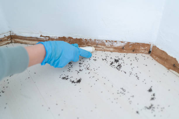 Real Estate Pest Inspections in Houma, LA